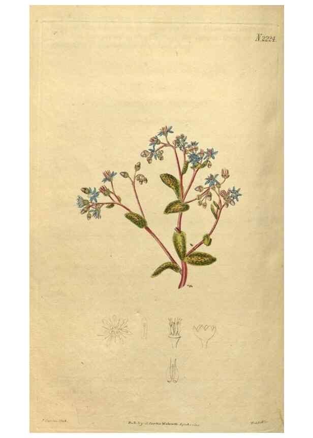 Reproducción/Reproduction 34380737883: Curtis's botanical magazine.. London ; New York [etc.] :Academic Press [etc.]