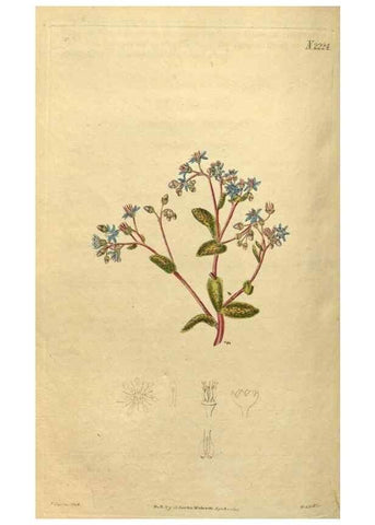 Reproducción/Reproduction 34380737883: Curtis's botanical magazine.. London ; New York [etc.] :Academic Press [etc.]