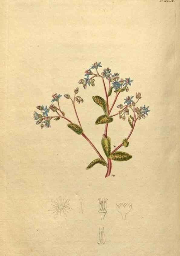 Reproducción/Reproduction 34380737883: Curtis's botanical magazine.. London ; New York [etc.] :Academic Press [etc.]