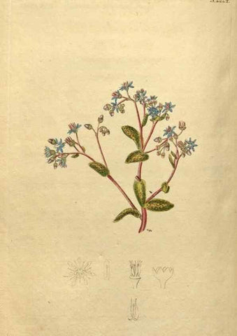 Reproducción/Reproduction 34380737883: Curtis's botanical magazine.. London ; New York [etc.] :Academic Press [etc.]