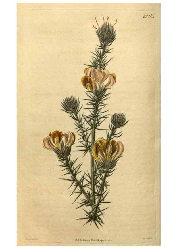 Reproducción/Reproduction 35150001556: Curtis's botanical magazine.. London ; New York [etc.] :Academic Press [etc.]