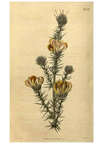 Reproducción/Reproduction 35150001556: Curtis's botanical magazine.. London ; New York [etc.] :Academic Press [etc.]