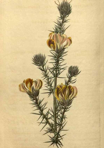 Reproducción/Reproduction 35150001556: Curtis's botanical magazine.. London ; New York [etc.] :Academic Press [etc.]