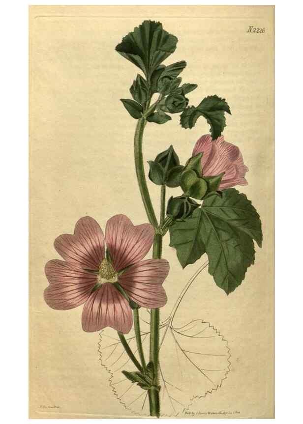 Reproducción/Reproduction 35150003766: Curtis's botanical magazine.. London ; New York [etc.] :Academic Press [etc.]