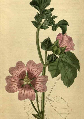 Reproducción/Reproduction 35150003766: Curtis's botanical magazine.. London ; New York [etc.] :Academic Press [etc.]