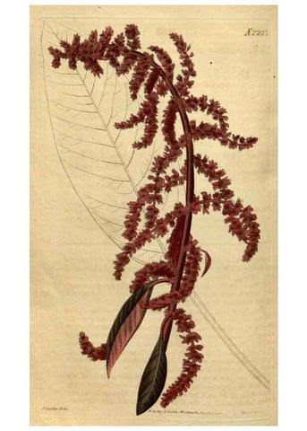 Reproducción/Reproduction 35190239105: Curtis's botanical magazine.. London ; New York [etc.] :Academic Press [etc.]