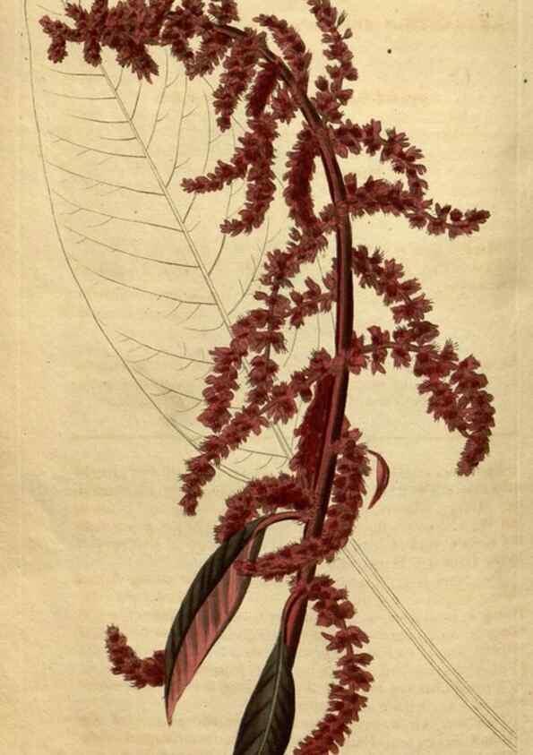Reproducción/Reproduction 35190239105: Curtis's botanical magazine.. London ; New York [etc.] :Academic Press [etc.]