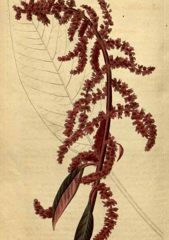 Reproducción/Reproduction 35190239105: Curtis's botanical magazine.. London ; New York [etc.] :Academic Press [etc.]