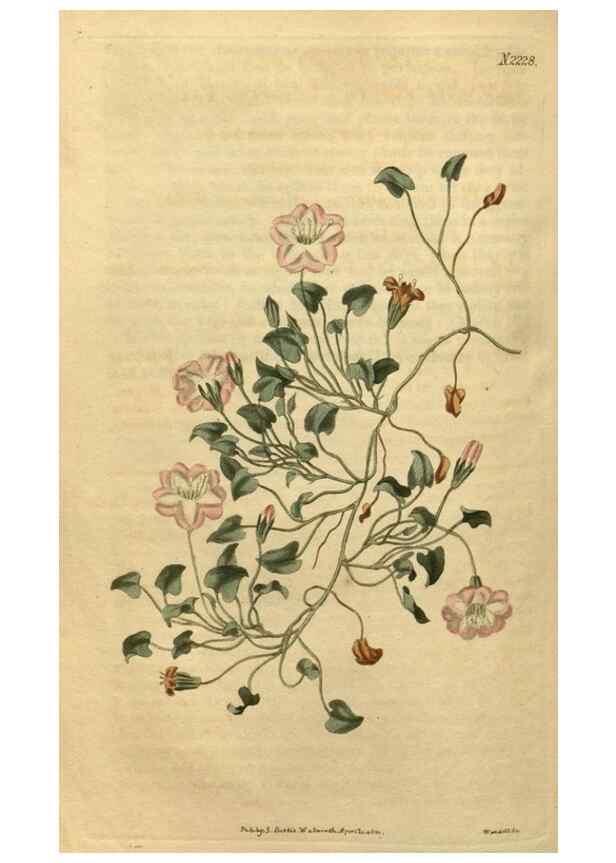 Reproducción/Reproduction 35190240825: Curtis's botanical magazine.. London ; New York [etc.] :Academic Press [etc.]