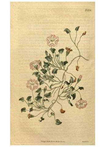 Reproducción/Reproduction 35190240825: Curtis's botanical magazine.. London ; New York [etc.] :Academic Press [etc.]