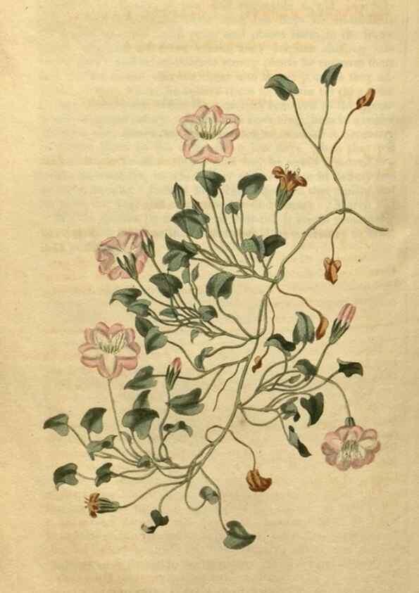Reproducción/Reproduction 35190240825: Curtis's botanical magazine.. London ; New York [etc.] :Academic Press [etc.]