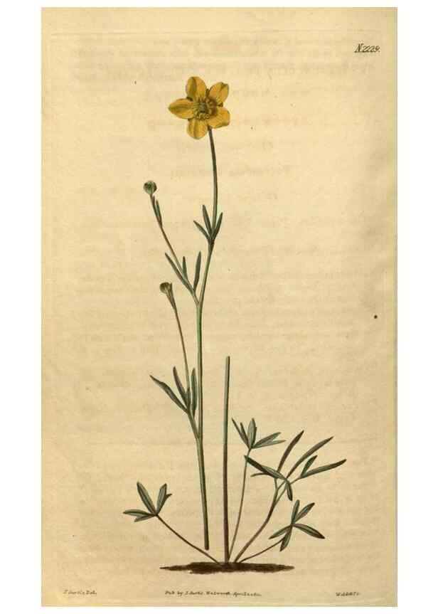 Reproducción/Reproduction 35150009326: Curtis's botanical magazine.. London ; New York [etc.] :Academic Press [etc.]