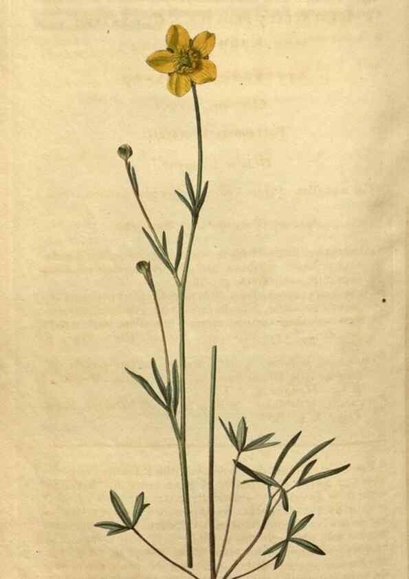 Reproducción/Reproduction 35150009326: Curtis's botanical magazine.. London ; New York [etc.] :Academic Press [etc.]