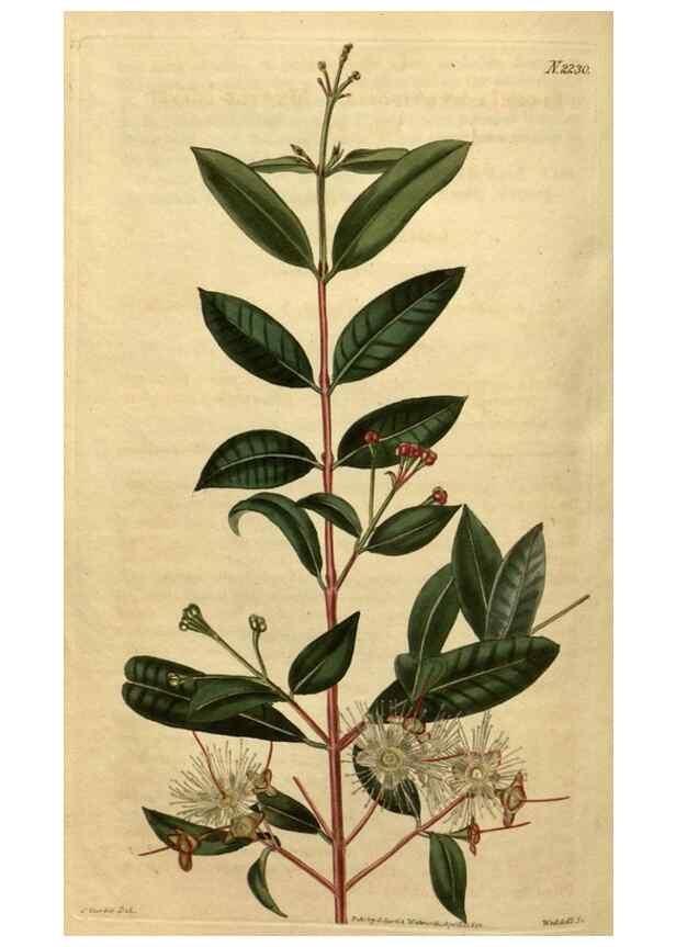 Reproducción/Reproduction 35150011036: Curtis's botanical magazine.. London ; New York [etc.] :Academic Press [etc.]