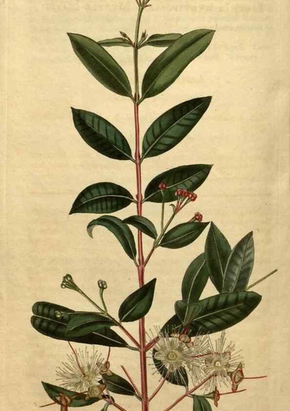 Reproducción/Reproduction 35150011036: Curtis's botanical magazine.. London ; New York [etc.] :Academic Press [etc.]
