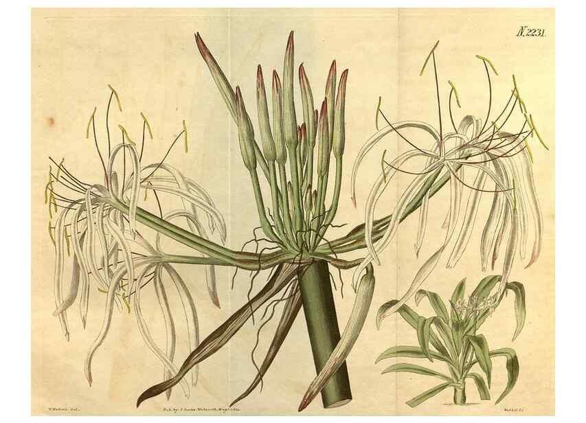 Reproducción/Reproduction 35150012896: Curtis's botanical magazine.. London ; New York [etc.] :Academic Press [etc.]