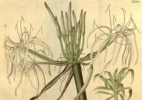 Reproducción/Reproduction 35150012896: Curtis's botanical magazine.. London ; New York [etc.] :Academic Press [etc.]