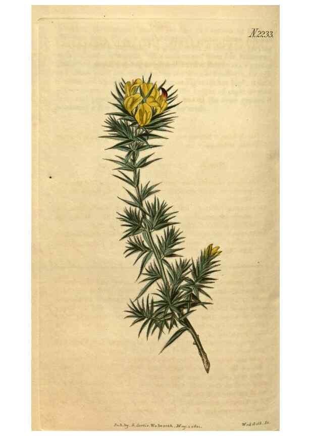 Reproducción/Reproduction 35150016426: Curtis's botanical magazine.. London ; New York [etc.] :Academic Press [etc.]