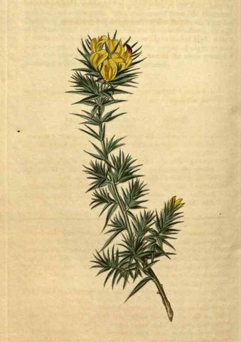 Reproducción/Reproduction 35150016426: Curtis's botanical magazine.. London ; New York [etc.] :Academic Press [etc.]