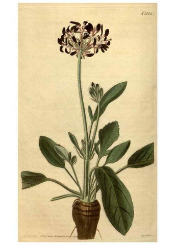 Reproducción/Reproduction 35150018706: Curtis's botanical magazine.. London ; New York [etc.] :Academic Press [etc.]