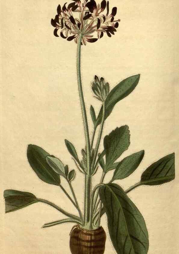 Reproducción/Reproduction 35150018706: Curtis's botanical magazine.. London ; New York [etc.] :Academic Press [etc.]