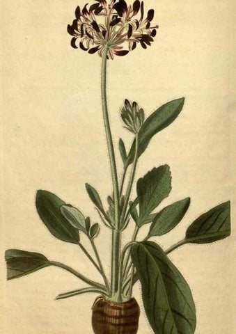 Reproducción/Reproduction 35150018706: Curtis's botanical magazine.. London ; New York [etc.] :Academic Press [etc.]