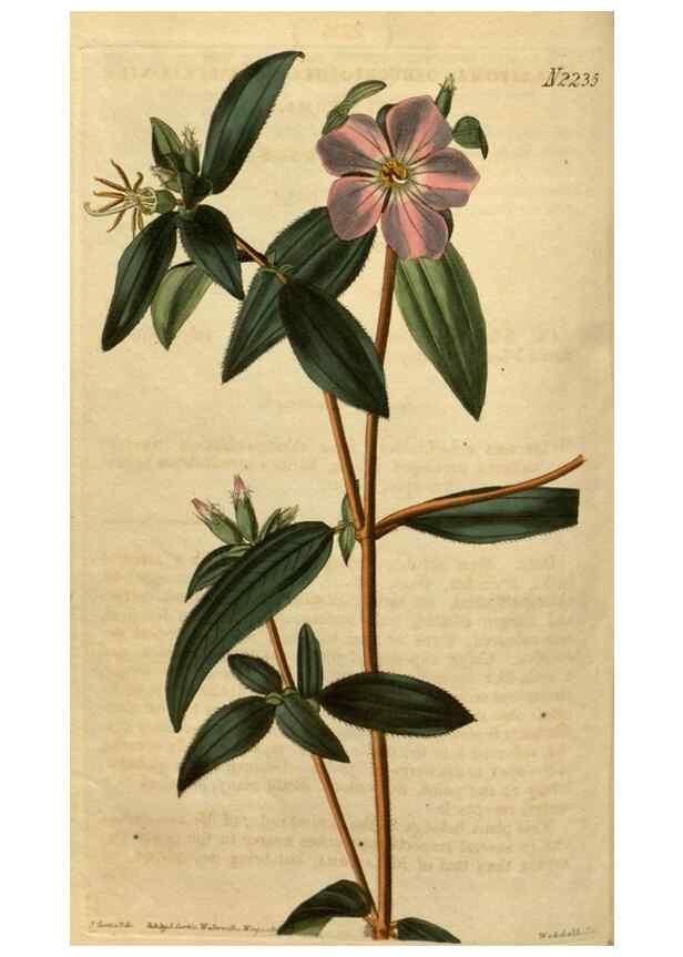 Reproducción/Reproduction 34380757773: Curtis's botanical magazine.. London ; New York [etc.] :Academic Press [etc.]