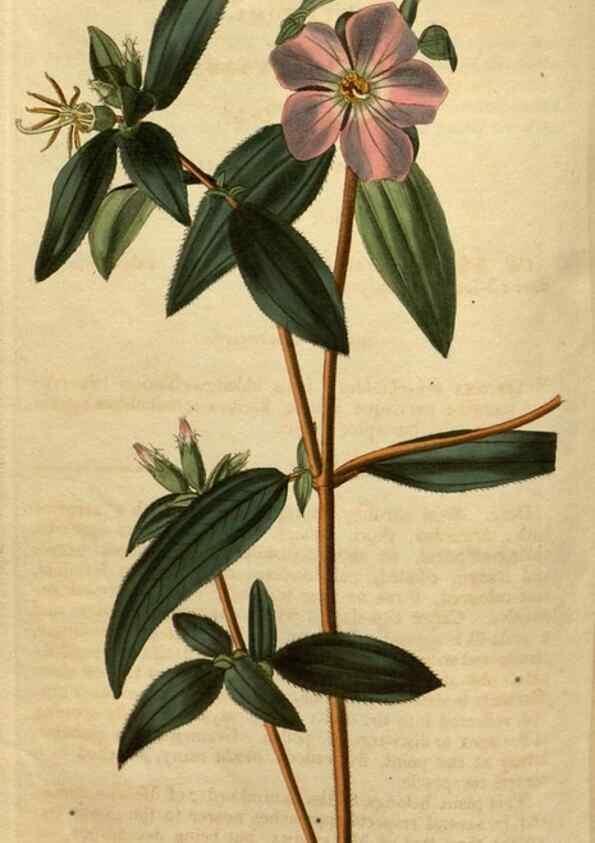 Reproducción/Reproduction 34380757773: Curtis's botanical magazine.. London ; New York [etc.] :Academic Press [etc.]