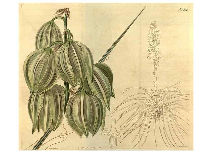 Reproducción/Reproduction 34380759353: Curtis's botanical magazine.. London ; New York [etc.] :Academic Press [etc.]