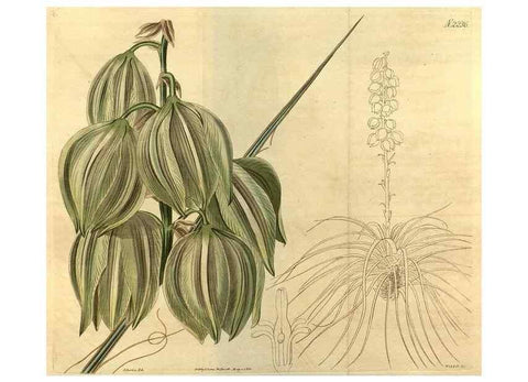 Reproducción/Reproduction 34380759353: Curtis's botanical magazine.. London ; New York [etc.] :Academic Press [etc.]