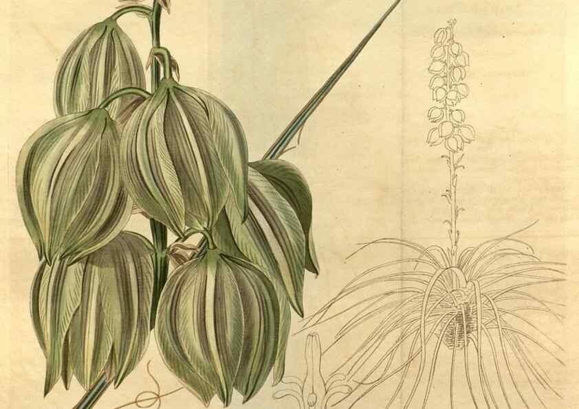 Reproducción/Reproduction 34380759353: Curtis's botanical magazine.. London ; New York [etc.] :Academic Press [etc.]