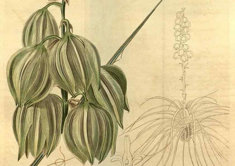 Reproducción/Reproduction 34380759353: Curtis's botanical magazine.. London ; New York [etc.] :Academic Press [etc.]