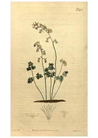 Reproducción/Reproduction 34345651484: Curtis's botanical magazine.. London ; New York [etc.] :Academic Press [etc.]
