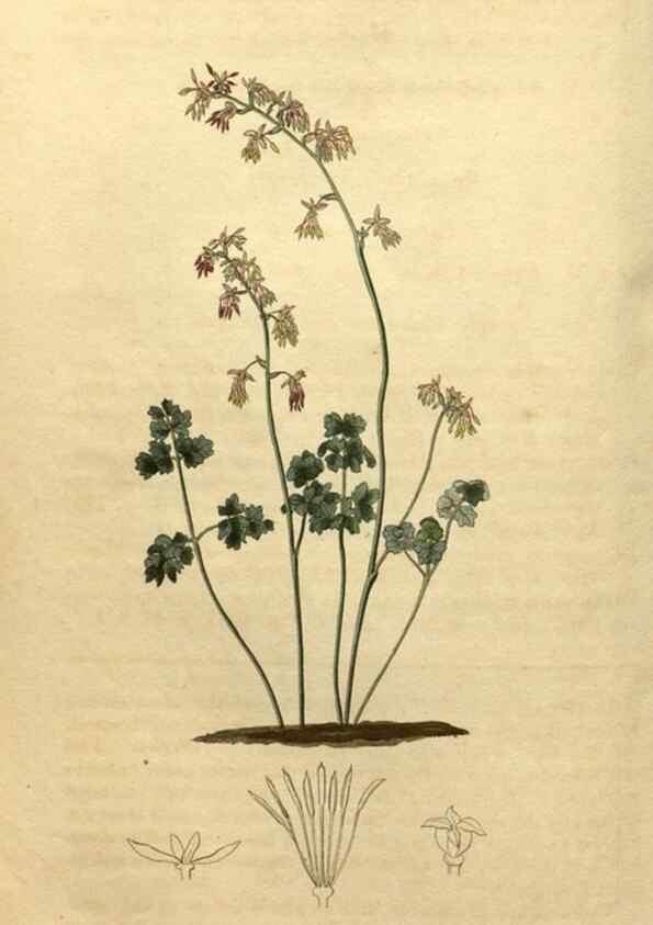 Reproducción/Reproduction 34345651484: Curtis's botanical magazine.. London ; New York [etc.] :Academic Press [etc.]