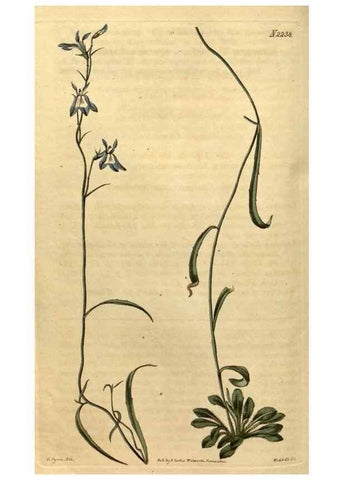 Reproducción/Reproduction 34380763593: Curtis's botanical magazine.. London ; New York [etc.] :Academic Press [etc.]