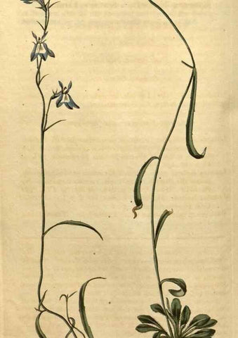 Reproducción/Reproduction 34380763593: Curtis's botanical magazine.. London ; New York [etc.] :Academic Press [etc.]