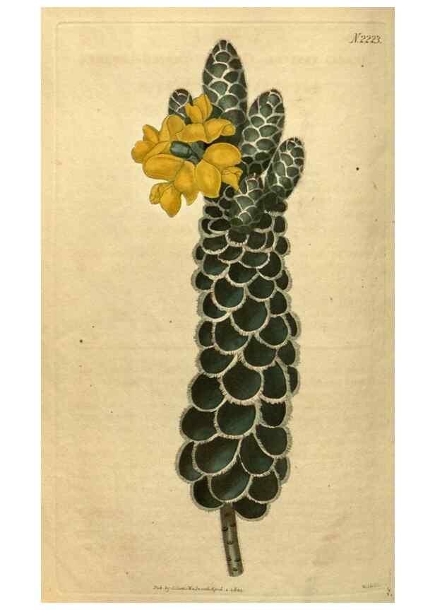 Reproducción/Reproduction 34380734793: Curtis's botanical magazine.. London ; New York [etc.] :Academic Press [etc.]