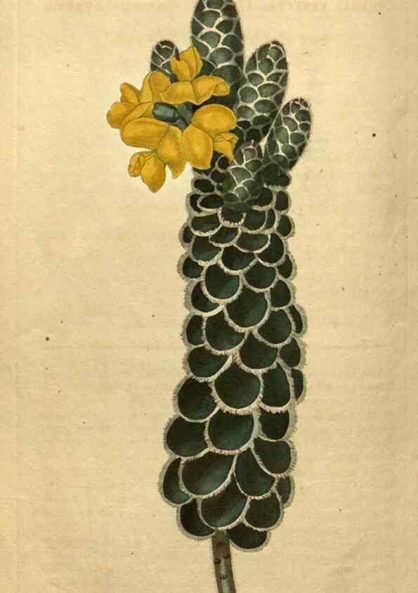 Reproducción/Reproduction 34380734793: Curtis's botanical magazine.. London ; New York [etc.] :Academic Press [etc.]