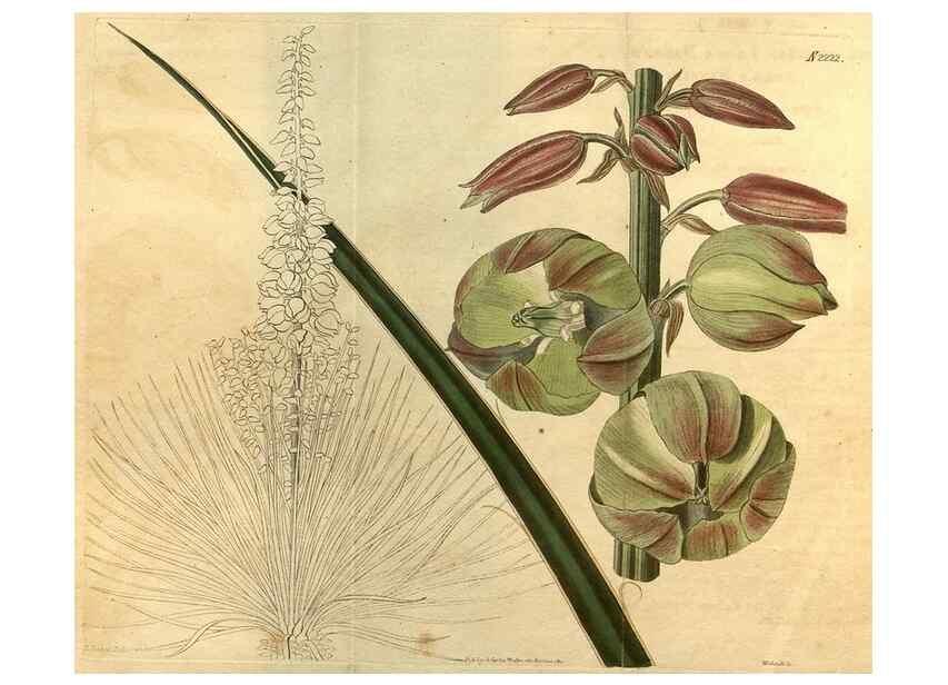 Reproducción/Reproduction 35149993986: Curtis's botanical magazine.. London ; New York [etc.] :Academic Press [etc.]