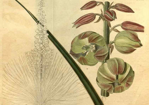 Reproducción/Reproduction 35149993986: Curtis's botanical magazine.. London ; New York [etc.] :Academic Press [etc.]