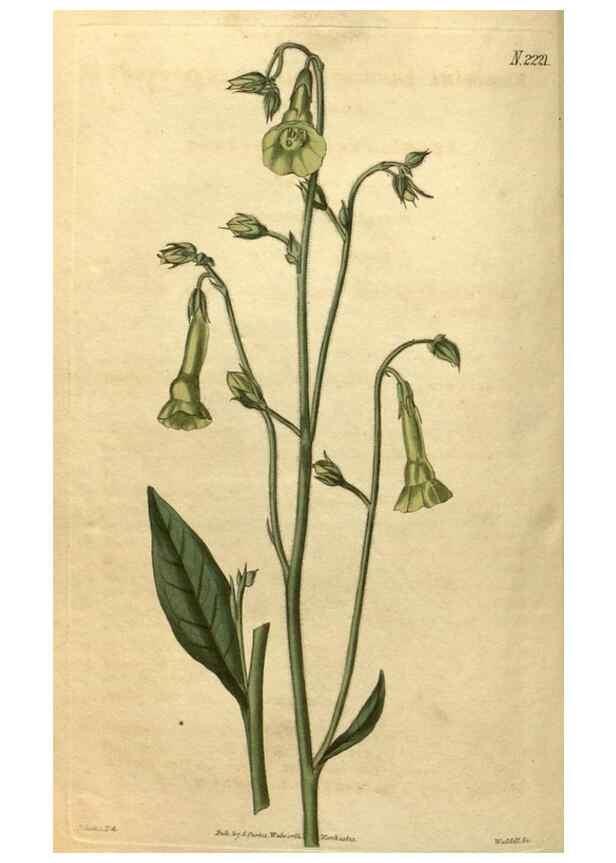 Reproducción/Reproduction 34345633754: Curtis's botanical magazine.. London ; New York [etc.] :Academic Press [etc.]