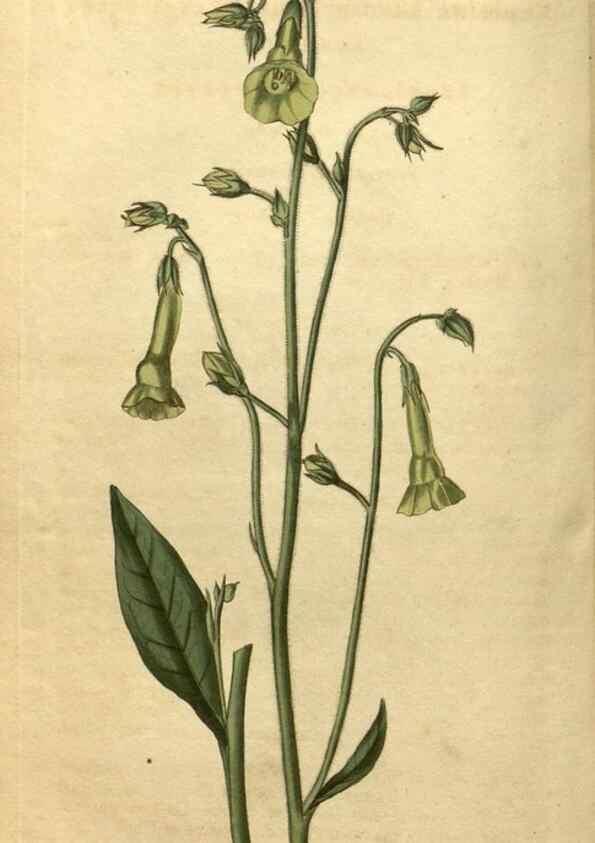 Reproducción/Reproduction 34345633754: Curtis's botanical magazine.. London ; New York [etc.] :Academic Press [etc.]