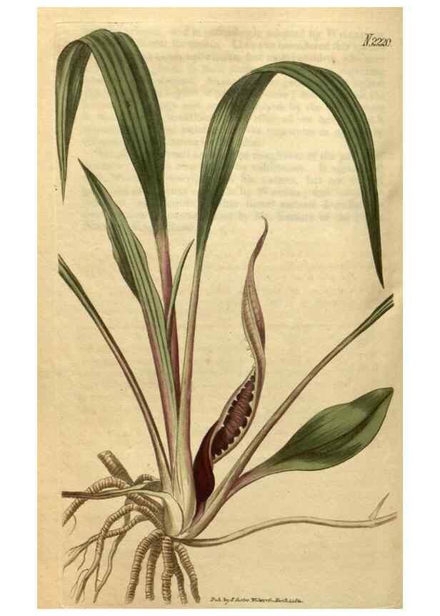 Reproducción/Reproduction 35149989566: Curtis's botanical magazine.. London ; New York [etc.] :Academic Press [etc.]