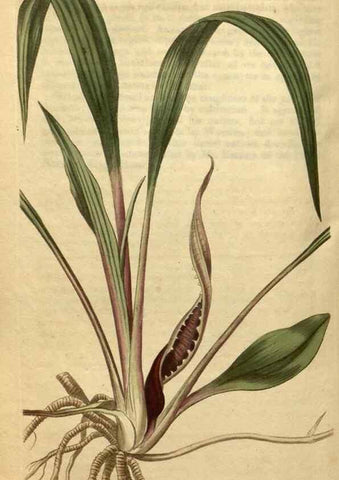 Reproducción/Reproduction 35149989566: Curtis's botanical magazine.. London ; New York [etc.] :Academic Press [etc.]