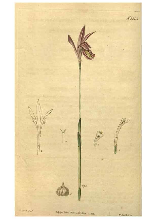 Reproducción/Reproduction 34803610770: Curtis's botanical magazine.. London ; New York [etc.] :Academic Press [etc.]