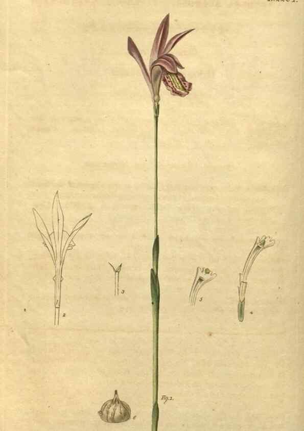 Reproducción/Reproduction 34803610770: Curtis's botanical magazine.. London ; New York [etc.] :Academic Press [etc.]