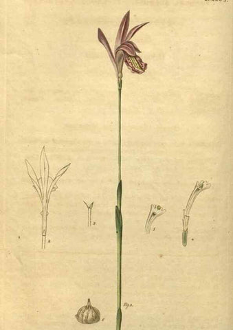 Reproducción/Reproduction 34803610770: Curtis's botanical magazine.. London ; New York [etc.] :Academic Press [etc.]