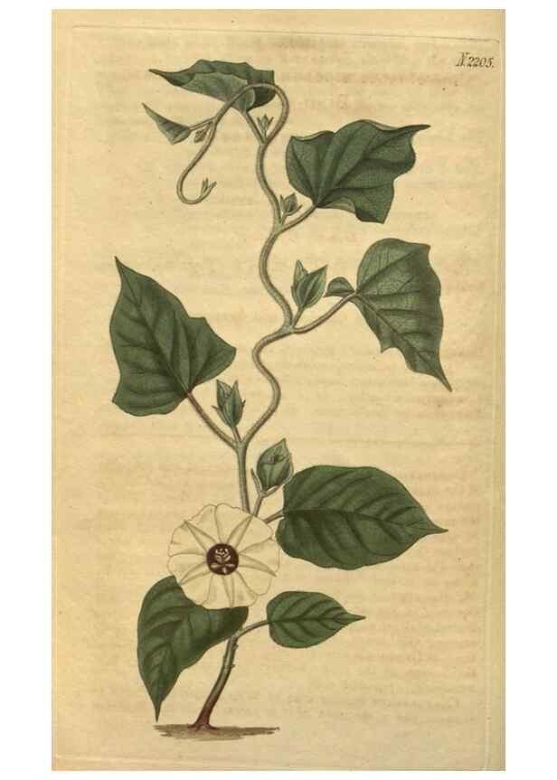 Reproducción/Reproduction 35149959136: Curtis's botanical magazine.. London ; New York [etc.] :Academic Press [etc.]