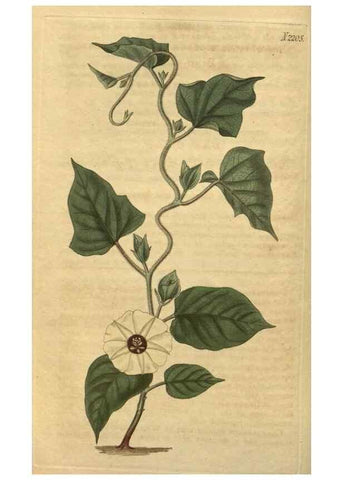 Reproducción/Reproduction 35149959136: Curtis's botanical magazine.. London ; New York [etc.] :Academic Press [etc.]