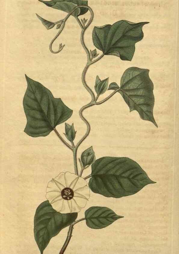 Reproducción/Reproduction 35149959136: Curtis's botanical magazine.. London ; New York [etc.] :Academic Press [etc.]